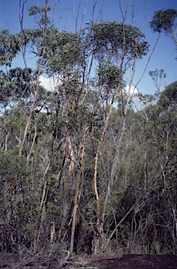 APII jpeg image of Eucalyptus stricta  © contact APII