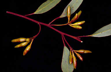 APII jpeg image of Eucalyptus thamnoides subsp. thamnoides  © contact APII