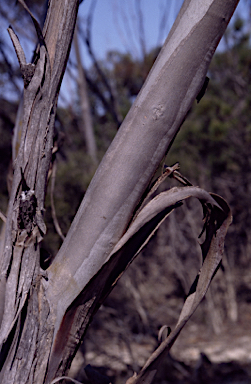 APII jpeg image of Eucalyptus uncinata  © contact APII