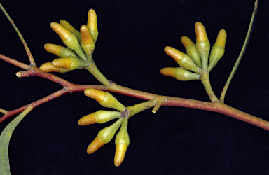 APII jpeg image of Eucalyptus vegrandis subsp. vegrandis  © contact APII