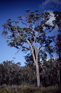 APII jpeg image of Eucalyptus virginea  © contact APII