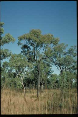 APII jpeg image of Eucalyptus jensenii  © contact APII