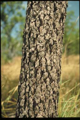 APII jpeg image of Corymbia papillosa  © contact APII