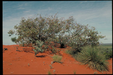 APII jpeg image of Eucalyptus rameliana  © contact APII