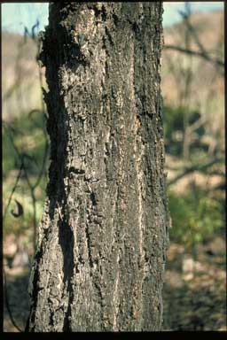 APII jpeg image of Eucalyptus sicilifolia  © contact APII