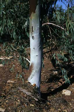 APII jpeg image of Eucalyptus camaldulensis var. obtusa  © contact APII