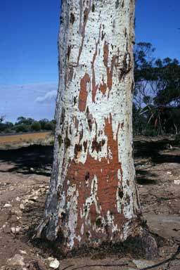 APII jpeg image of Eucalyptus capillosa subsp. capillosa  © contact APII