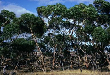 APII jpeg image of Eucalyptus cladocalyx  © contact APII