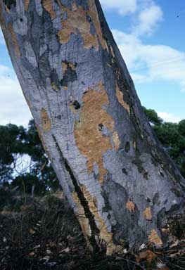 APII jpeg image of Eucalyptus cladocalyx  © contact APII