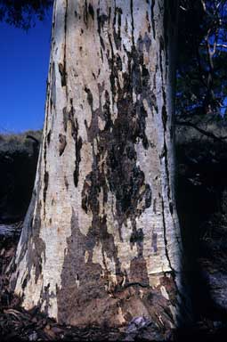 APII jpeg image of Eucalyptus cladocalyx  © contact APII