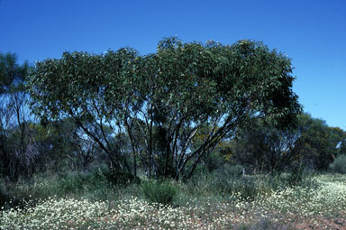 APII jpeg image of Eucalyptus cuprea  © contact APII