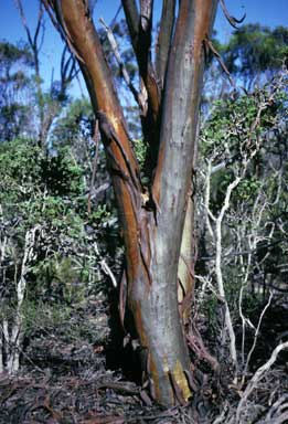 APII jpeg image of Eucalyptus dielsii  © contact APII