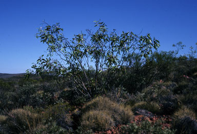 APII jpeg image of Eucalyptus lansdowneana  © contact APII