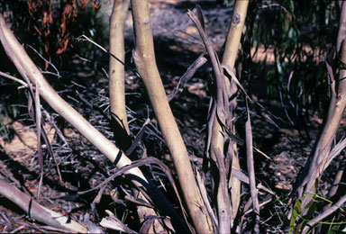 APII jpeg image of Eucalyptus lucens  © contact APII