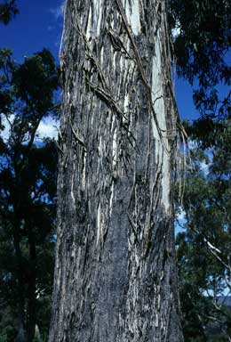 APII jpeg image of Eucalyptus melliodora  © contact APII