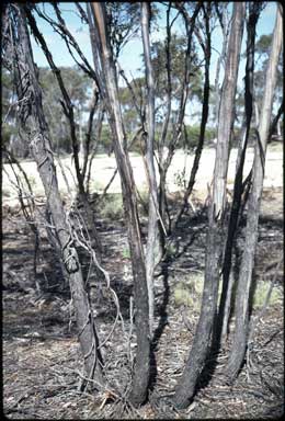 APII jpeg image of Eucalyptus balladoniensis subsp. balladoniensis  © contact APII