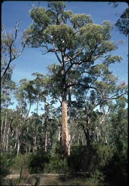 APII jpeg image of Eucalyptus brevistylis  © contact APII