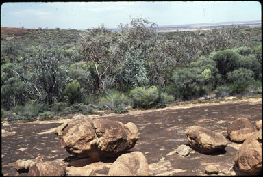 APII jpeg image of Eucalyptus caesia subsp. magna  © contact APII