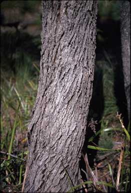 APII jpeg image of Eucalyptus cornuta  © contact APII