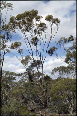 APII jpeg image of Eucalyptus creta  © contact APII