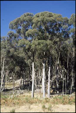 APII jpeg image of Eucalyptus campanulata  © contact APII