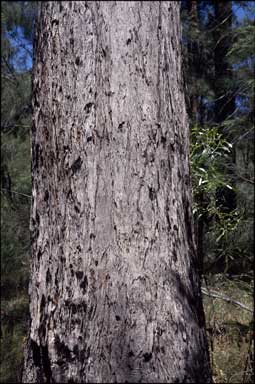 APII jpeg image of Eucalyptus cameronii  © contact APII