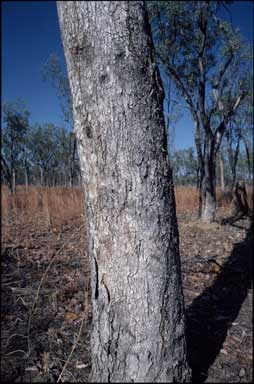 APII jpeg image of Eucalyptus microneura  © contact APII