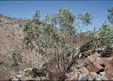 APII jpeg image of Eucalyptus nudicaulis  © contact APII