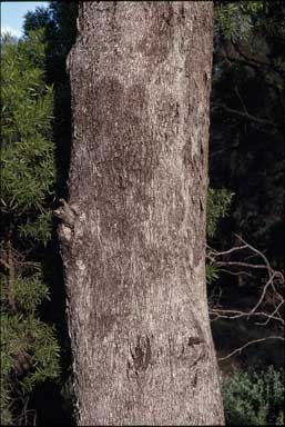 APII jpeg image of Eucalyptus pilligaensis  © contact APII