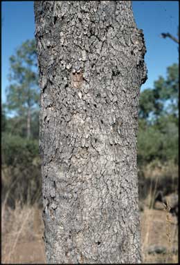 APII jpeg image of Corymbia polycarpa  © contact APII