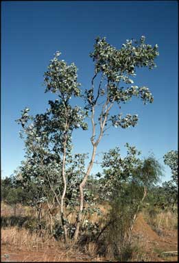 APII jpeg image of Eucalyptus pruinosa  © contact APII