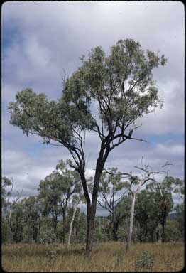 APII jpeg image of Eucalyptus quadricostata  © contact APII