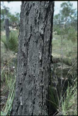 APII jpeg image of Eucalyptus shirleyi  © contact APII