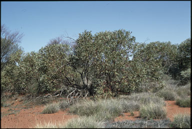 APII jpeg image of Eucalyptus trivalva  © contact APII