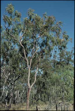 APII jpeg image of Corymbia umbonata  © contact APII