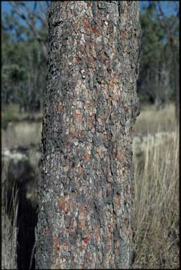 APII jpeg image of Corymbia umbonata  © contact APII