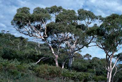 APII jpeg image of Eucalyptus accedens  © contact APII