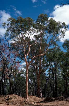 APII jpeg image of Eucalyptus accedens  © contact APII