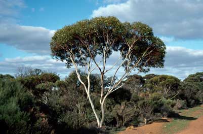 APII jpeg image of Eucalyptus albida  © contact APII