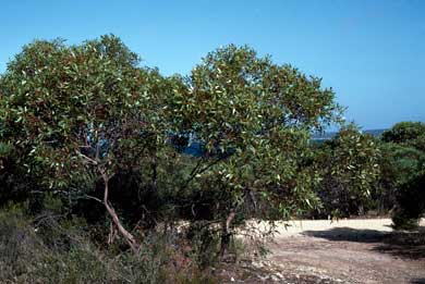 APII jpeg image of Eucalyptus angulosa  © contact APII