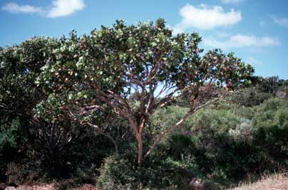 APII jpeg image of Eucalyptus angulosa  © contact APII