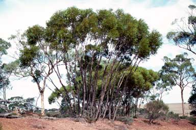 APII jpeg image of Eucalyptus arachnaea  © contact APII