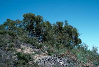 APII jpeg image of Eucalyptus blaxellii  © contact APII