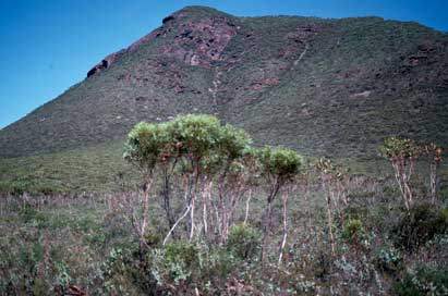 APII jpeg image of Eucalyptus buprestium  © contact APII