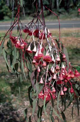 APII jpeg image of Eucalyptus caesia subsp. magna  © contact APII