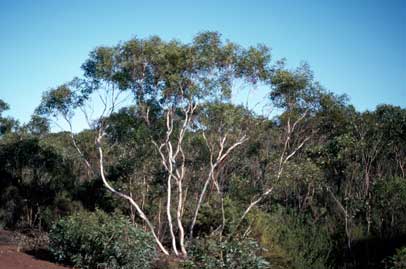 APII jpeg image of Eucalyptus calycogona  © contact APII