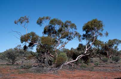 APII jpeg image of Eucalyptus concinna  © contact APII