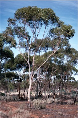 APII jpeg image of Eucalyptus corrugata  © contact APII