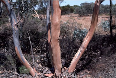 APII jpeg image of Eucalyptus cretata  © contact APII