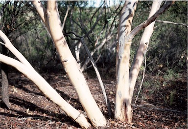 APII jpeg image of Eucalyptus drummondii  © contact APII